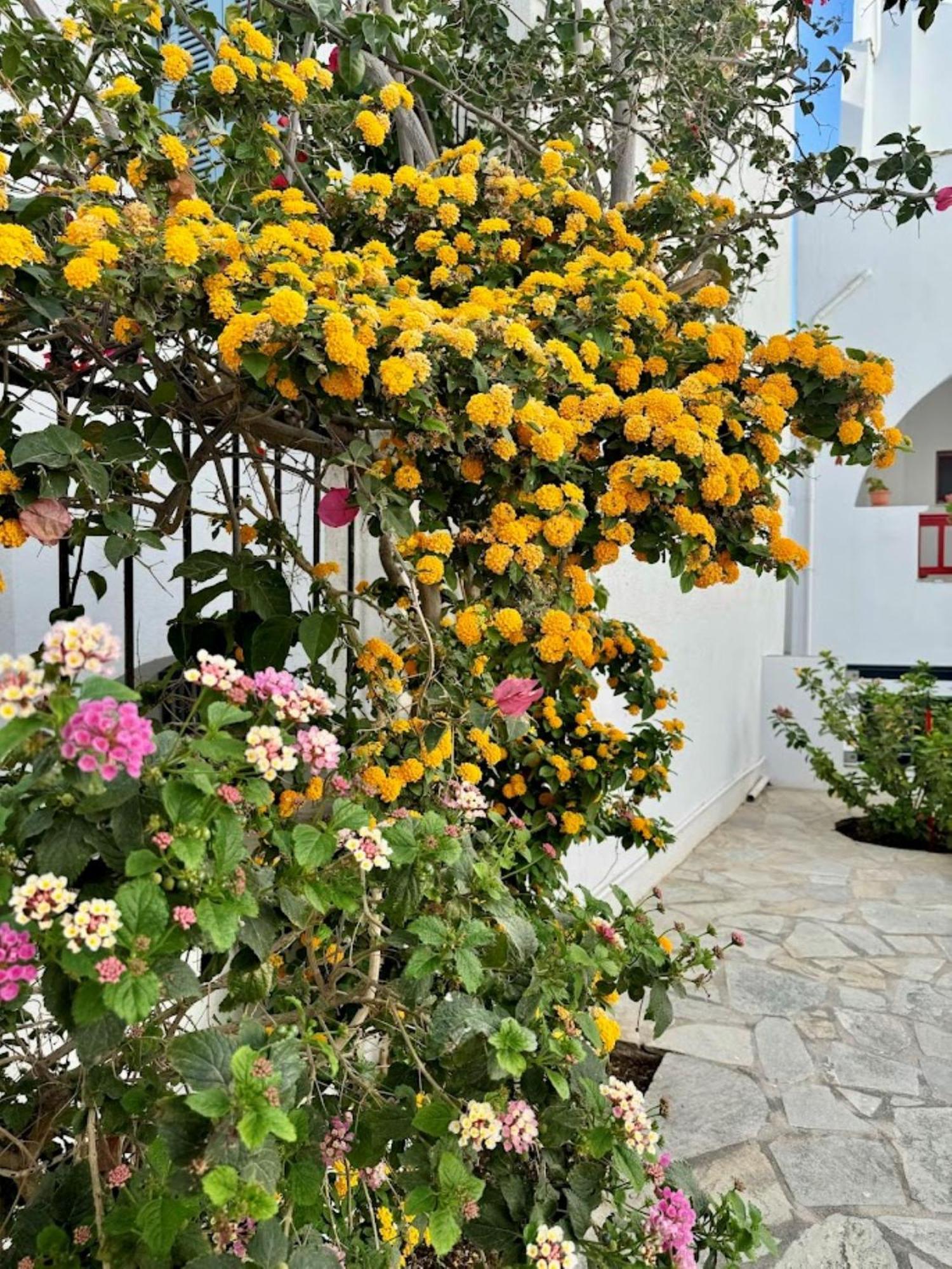אפרטהוטל איוס פרוקופיוס Elisso'S Philoxenia מראה חיצוני תמונה